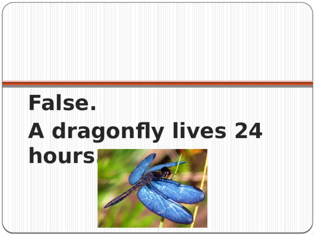 False. A dragonfly lives 24 hours. 