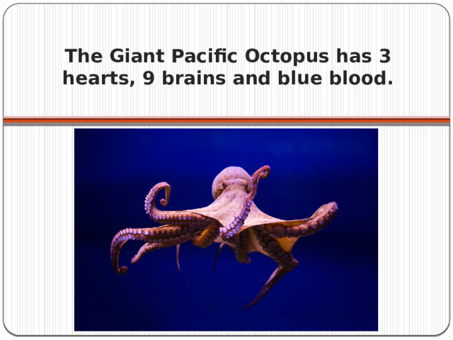 The Giant Pacific Octopus has 3 hearts, 9 brains and blue blood.   