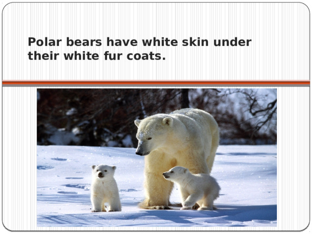 Polar bears have white skin under their white fur coats.   