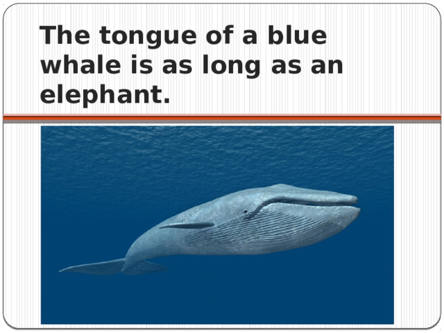 The tongue of a blue whale is as long as an elephant. 