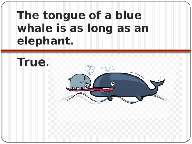 The tongue of a blue whale is as long as an elephant. True. 