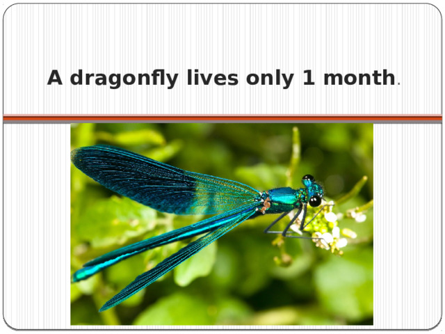 A dragonfly lives only 1 month .   