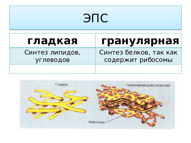 ЭПС гладкая  гранулярная Синтез липидов, углеводов Синтез белков, так как содержит рибосомы 