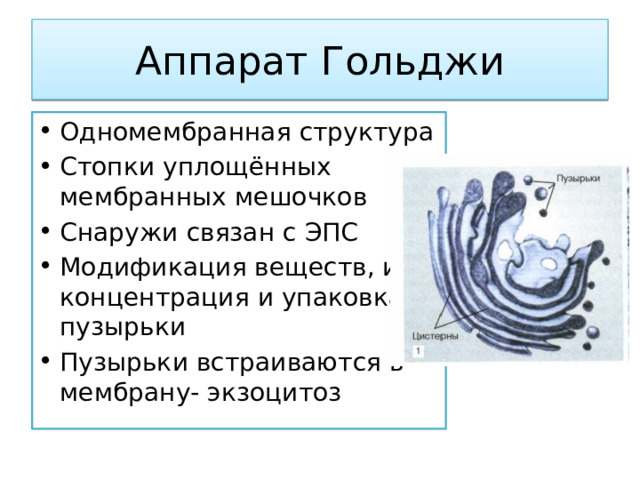 Аппарат Гольджи Одномембранная структура Стопки уплощённых мембранных мешочков Снаружи связан с ЭПС Модификация веществ, их концентрация и упаковка- пузырьки Пузырьки встраиваются в мембрану- экзоцитоз 