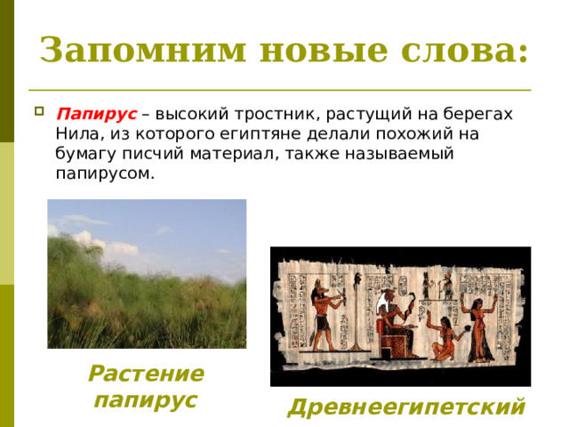 Запомним новые слова: Папирус – высокий тростник, растущий на берегах Нила, из которого египтяне делали похожий на бумагу писчий материал, также называемый папирусом. Растение папирус Древнеегипетский папирус 