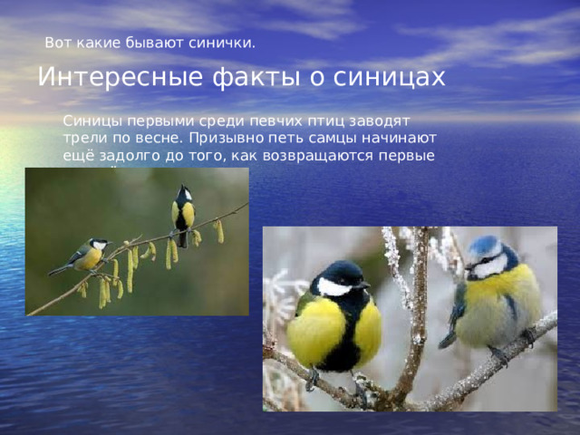 Вот какие бывают синички.   Интересные факты о синицах Синицы первыми среди певчих птиц заводят трели по весне. Призывно петь самцы начинают ещё задолго до того, как возвращаются первые перелётные птицы. 