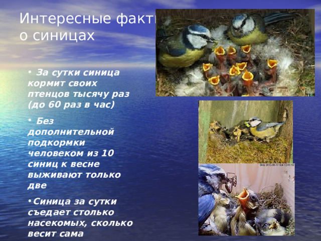 Интересные факты  о синицах    За сутки синица кормит своих птенцов тысячу раз (до 60 раз в час)  Без дополнительной подкормки человеком из 10 синиц к весне выживают только две Синица за сутки съедает столько насекомых, сколько весит сама 