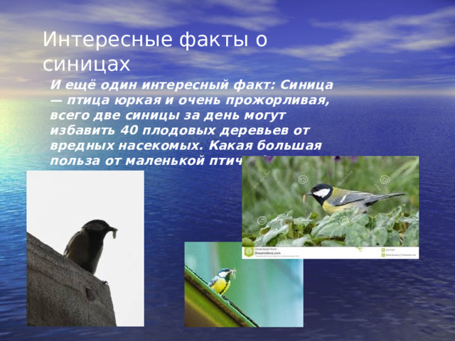 Интересные факты о синицах   И ещё один интересный факт: Синица — птица юркая и очень прожорливая, всего две синицы за день могут избавить 40 плодовых деревьев от вредных насекомых. Какая большая польза от маленькой птички! 