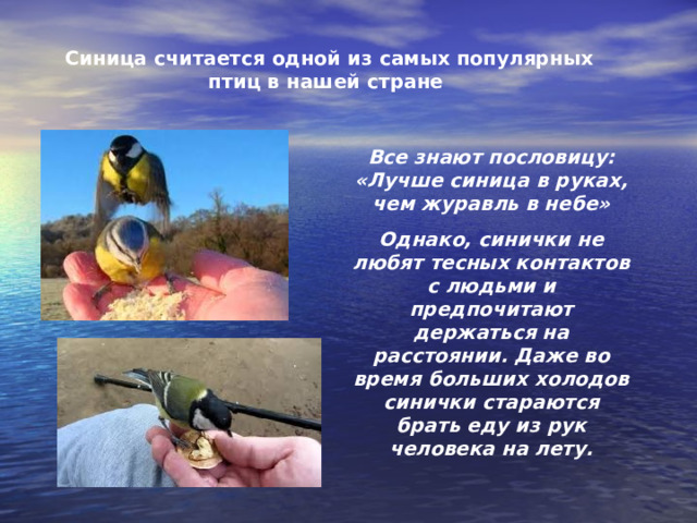 Синица считается одной из самых популярных птиц в нашей стране Все знают пословицу: «Лучше синица в руках, чем журавль в небе» Однако, синички не любят тесных контактов с людьми и предпочитают держаться на расстоянии. Даже во время больших холодов синички стараются брать еду из рук человека на лету. 