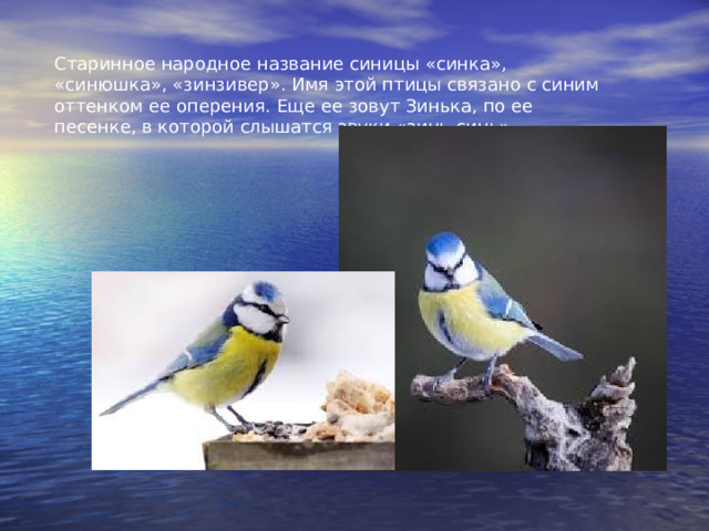 Старинное народное название синицы «синка», «синюшка», «зинзивер». Имя этой птицы связано с синим оттенком ее оперения. Еще ее зовут Зинька, по ее песенке, в которой слышатся звуки «зинь-синь». 