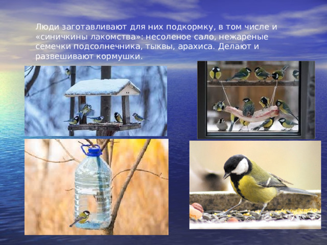 Люди заготавливают для них подкормку, в том числе и «синичкины лакомства»: несоленое сало, нежареные семечки подсолнечника, тыквы, арахиса. Делают и развешивают кормушки. 