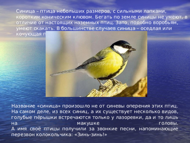 Синица – птица небольших размеров, с сильными лапками, коротким коническим клювом. Бегать по земле синицы не умеют, в отличие от настоящих наземных птиц. Зато, подобно воробьям, умеют скакать. В большинстве случаев синица – оседлая или кочующая птица, иногда перелётная. Название «синица» произошло не от синевы оперения этих птиц. На самом деле, из всех синиц, а их существует несколько видов, голубые пёрышки встречаются только у лазоревки, да и то лишь на макушке головы.  А имя своё птицы получили за звонкие песни, напоминающие перезвон колокольчика: «Зинь-зинь!» 