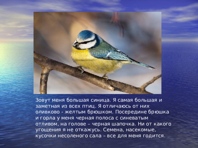 Зовут меня большая синица. Я самая большая и заметная из всех птиц. Я отличаюсь от них оливково - желтым брюшком. Посередине брюшка и горла у меня черная полоса с синеватым отливом, на голове – черная шапочка. Ни от какого угощения я не откажусь. Семена, насекомые, кусочки несоленого сала – все для меня годится. 