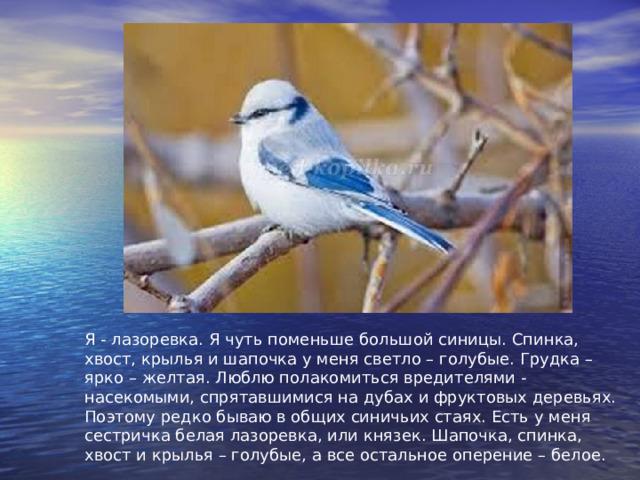 Я - лазоревка. Я чуть поменьше большой синицы. Спинка, хвост, крылья и шапочка у меня светло – голубые. Грудка – ярко – желтая. Люблю полакомиться вредителями - насекомыми, спрятавшимися на дубах и фруктовых деревьях. Поэтому редко бываю в общих синичьих стаях. Есть у меня сестричка белая лазоревка, или князек. Шапочка, спинка, хвост и крылья – голубые, а все остальное оперение – белое. 