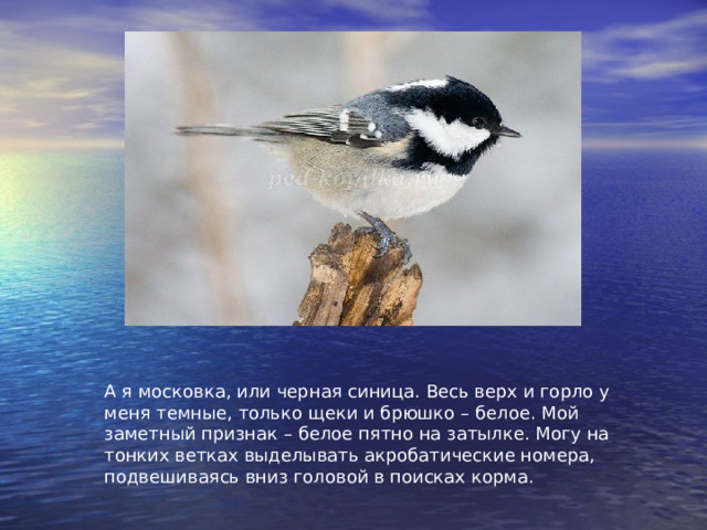 А я московка, или черная синица. Весь верх и горло у меня темные, только щеки и брюшко – белое. Мой заметный признак – белое пятно на затылке. Могу на тонких ветках выделывать акробатические номера, подвешиваясь вниз головой в поисках корма. 