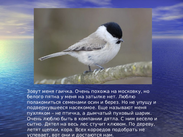 Зовут меня гаичка. Очень похожа на московку, но белого пятна у меня на затылке нет. Люблю полакомиться семенами осин и берез. Но не упущу и подвернувшееся насекомое. Еще называют меня пухляком – не птичка, а дымчатый пуховый шарик. Очень люблю быть в компании дятла. С ним весело и сытно. Дятел на весь лес стучит клювом. По дереву, летят щепки, кора. Всех короедов подобрать не успевает, вот они и достаются нам. 