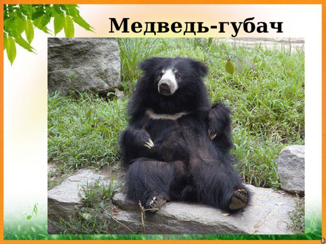 Медведь-губач 