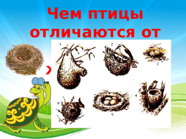 Чем птицы отличаются от других животных? 3 