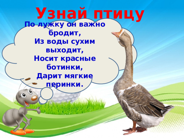 Узнай птицу По лужку он важно бродит,  Из воды сухим выходит,  Носит красные ботинки,  Дарит мягкие перинки. 3 