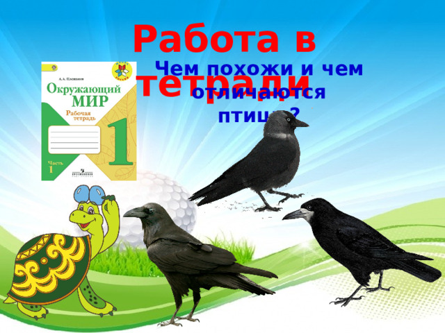 Работа в тетради Чем похожи и чем отличаются птицы? 3 