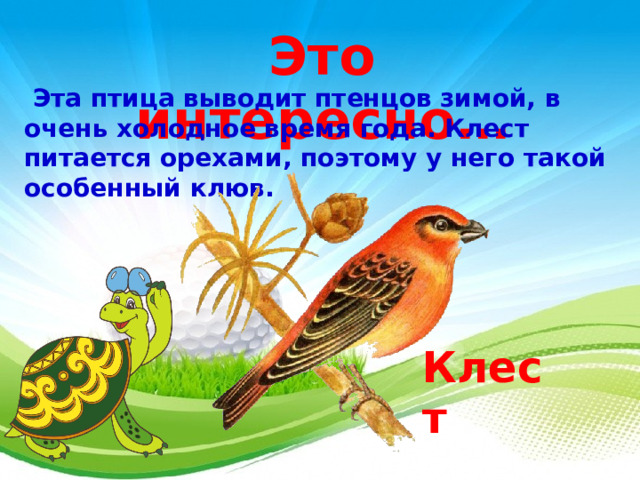 Это интересно…   Эта птица выводит птенцов зимой, в очень холодное время года. Клест питается орехами, поэтому у него такой особенный клюв. Клест  3 