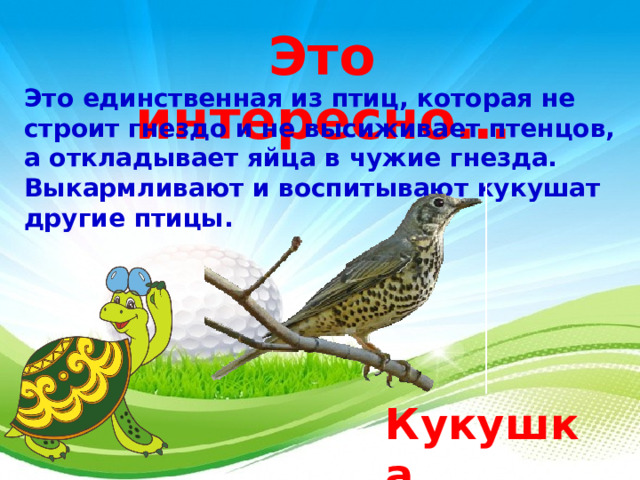 Это интересно… Это единственная из птиц, которая не строит гнездо и не высиживает птенцов, а откладывает яйца в чужие гнезда. Выкармливают и воспитывают кукушат другие птицы. Кукушка  3 