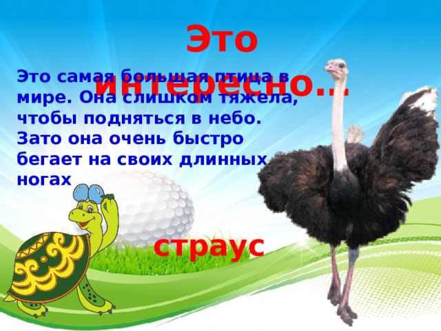 Это интересно…   Это самая большая птица в мире. Она слишком тяжела, чтобы подняться в небо. Зато она очень быстро бегает на своих длинных ногах страус  3 