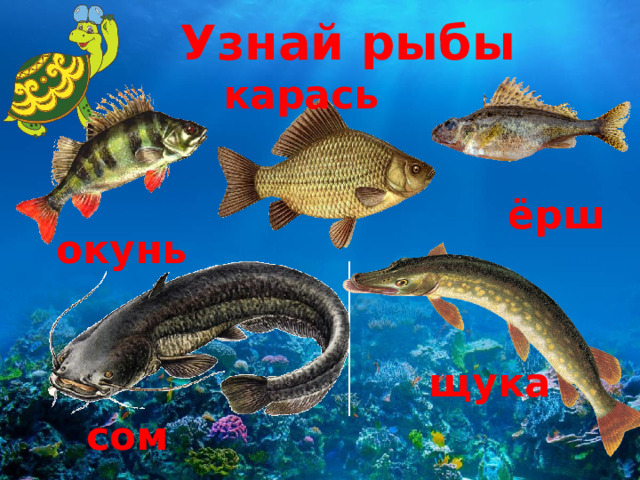 Узнай рыбы карась ёрш окунь щука сом 