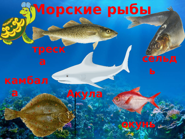 Морские рыбы треска сельдь камбала Акула окунь 