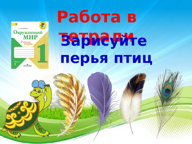 Работа в тетради Зарисуйте перья птиц 3 
