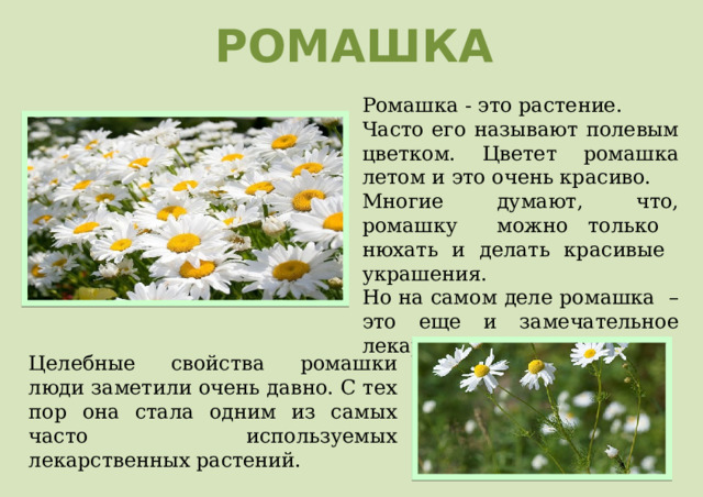 РОМАШКА Ромашка - это растение. Часто его называют полевым цветком. Цветет ромашка летом и это очень красиво. Многие думают, что, ромашку можно только нюхать и делать красивые украшения. Но на самом деле ромашка – это еще и замечательное лекарственное растение. Целебные свойства ромашки люди заметили очень давно. С тех пор она стала одним из самых часто используемых лекарственных растений. 