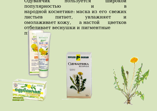 Одуванчик пользуется широкой популярностью и в народной косметике: маска из его свежих листьев питает, увлажняет и омолаживает кожу, а настой цветков отбеливает веснушки и пигментные пятна. 
