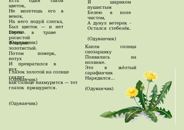 Есть один такой цветок,  Не вплетешь его в венок,  На него подуй слегка,  Был цветок — и нет цветка.  (Одуванчик) Я шариком пушистым  Белею в поле чистом,  А дунул ветерок -  Остался стебелёк.  (Одуванчик) Горел в траве росистой  Фонарик золотистый.  Потом померк, потух  И превратился в пух.  (Одуванчик)  Капли солнца спозаранку   Появились на полянке.   Это в жёлтый сарафанчик  Нарядился...   (Одуванчик)  Глазок золотой на солнце глядит,   как солнце нахмурится — тот глазок прищурится.  (Одуванчик) 