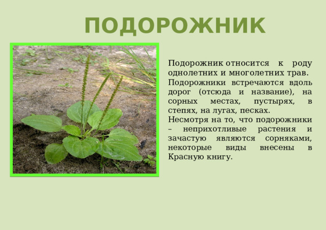 ПОДОРОЖНИК Подорожник относится к роду однолетних и многолетних трав. Подорожники встречаются вдоль дорог (отсюда и название), на сорных местах, пустырях, в степях, на лугах, песках. Несмотря на то, что подорожники – неприхотливые растения и зачастую являются сорняками, некоторые виды внесены в Красную книгу. 