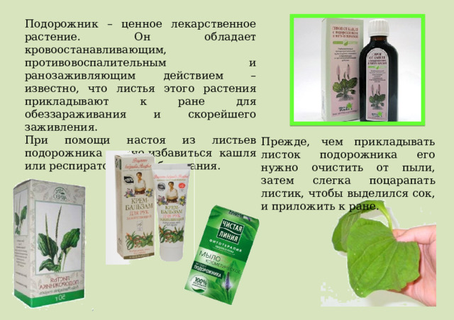 Подорожник – ценное лекарственное растение. Он обладает кровоостанавливающим, противовоспалительным и ранозаживляющим действием – известно, что листья этого растения прикладывают к ране для обеззараживания и скорейшего заживления. При помощи настоя из листьев подорожника можно избавиться кашля или респираторного заболевания. Прежде, чем прикладывать листок подорожника его нужно очистить от пыли, затем слегка поцарапать листик, чтобы выделился сок, и приложить к ране. 