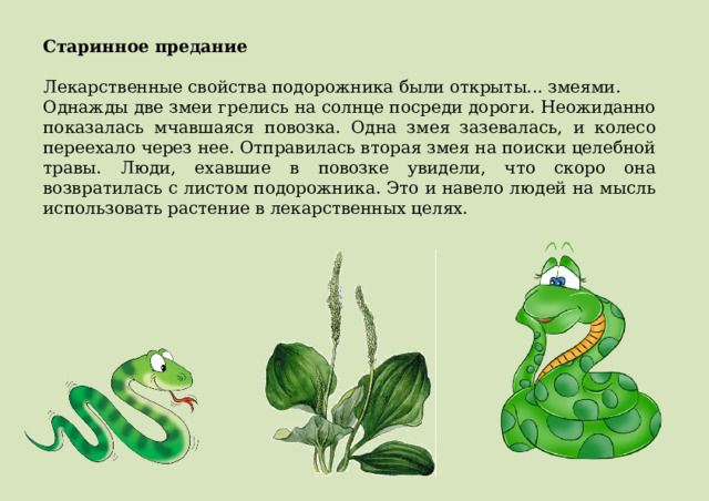 Старинное предание Лекарственные свойства подорожника были открыты... змеями. Однажды две змеи грелись на солнце посреди дороги. Неожиданно показалась мчавшаяся повозка. Одна змея зазевалась, и колесо переехало через нее. Отправилась вторая змея на поиски целебной травы. Люди, ехавшие в повозке увидели, что скоро она возвратилась с листом подорожника. Это и навело людей на мысль использовать растение в лекарственных целях. 