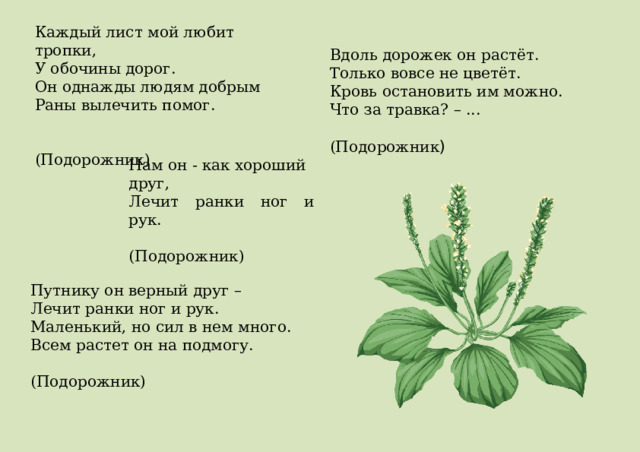 Каждый лист мой любит тропки, У обочины дорог. Он однажды людям добрым Раны вылечить помог.  (Подорожник) Вдоль дорожек он растёт.  Только вовсе не цветёт.  Кровь остановить им можно.  Что за травка? – ...  (Подорожник ) Нам он - как хороший друг, Лечит ранки ног и рук.  (Подорожник) Путнику он верный друг –  Лечит ранки ног и рук.  Маленький, но сил в нем много.  Всем растет он на подмогу.  (Подорожник) 