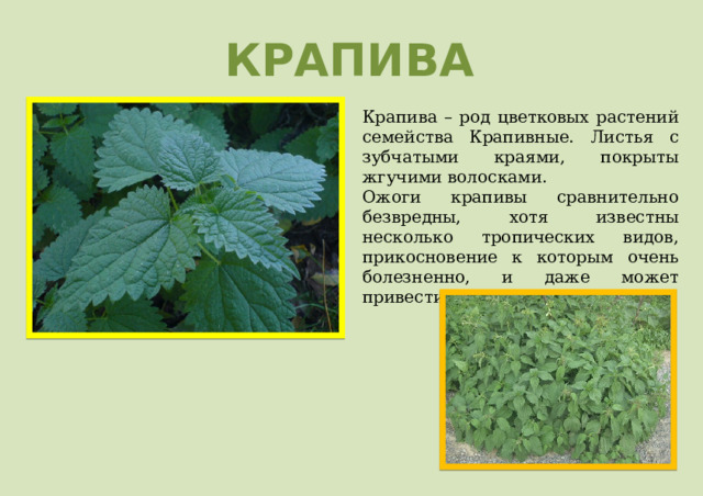 КРАПИВА Крапива – род цветковых растений семейства Крапивные. Листья с зубчатыми краями, покрыты жгучими волосками. Ожоги крапивы сравнительно безвредны, хотя известны несколько тропических видов, прикосновение к которым очень болезненно, и даже может привести к смерти. 
