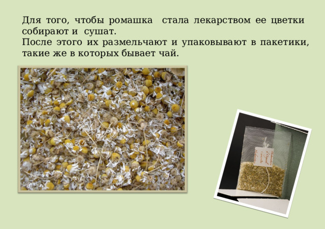 Для того, чтобы ромашка стала лекарством ее цветки собирают и сушат. После этого их размельчают и упаковывают в пакетики, такие же в которых бывает чай. 