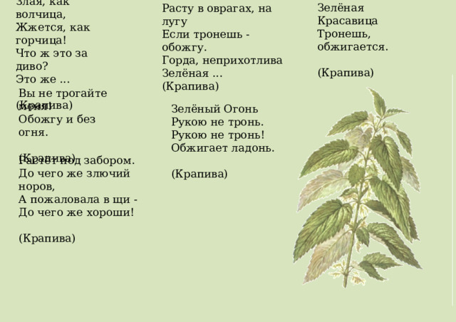 Злая, как волчица,  Жжется, как горчица!  Что ж это за диво?  Это же ...  (Крапива) Зелёная Красавица  Тронешь, обжигается.  (Крапива) Расту в оврагах, на лугу  Если тронешь - обожгу.  Горда, неприхотлива  Зелёная ...  (Крапива) Вы не трогайте меня!  Обожгу и без огня.  (Крапива) Зелёный Огонь  Рукою не тронь.  Рукою не тронь!  Обжигает ладонь.  (Крапива) Растёт под забором.  До чего же злючий норов,  А пожаловала в щи -  До чего же хороши!  (Крапива) 
