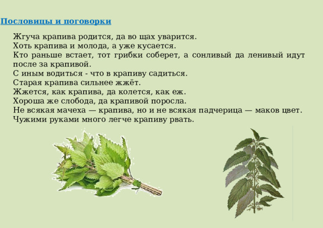 Пословицы и поговорки Жгуча крапива родится, да во щах уварится. Хоть крапива и молода, а уже кусается. Кто раньше встает, тот грибки соберет, а сонливый да ленивый идут после за крапивой. С иным водиться - что в крапиву садиться. Старая крапива сильнее жжёт. Жжется, как крапива, да колется, как еж. Хороша же слобода, да крапивой поросла. Не всякая мачеха — крапива, но и не всякая падчерица — маков цвет. Чужими руками много легче крапиву рвать. 