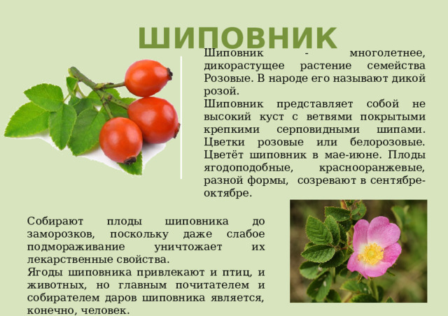 ШИПОВНИК Шиповник - многолетнее, дикорастущее растение семейства Розовые. В народе его называют дикой розой.  Шиповник представляет собой не высокий куст с ветвями покрытыми крепкими серповидными шипами.  Цветки розовые или белорозовые.  Цветёт шиповник в мае-июне. Плоды ягодоподобные, краснооранжевые, разной формы, созревают в сентябре-октябре. Собирают плоды шиповника до заморозков, поскольку даже слабое подмораживание уничтожает их лекарственные свойства.  Ягоды шиповника привлекают и птиц, и животных, но главным почитателем и собирателем даров шиповника является, конечно, человек. 