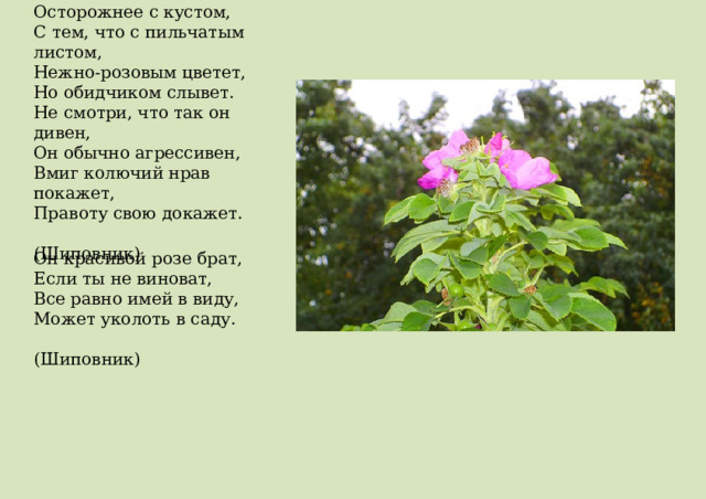 Осторожнее с кустом,  С тем, что с пильчатым листом,  Нежно-розовым цветет,  Но обидчиком слывет. Не смотри, что так он дивен,  Он обычно агрессивен,  Вмиг колючий нрав покажет,  Правоту свою докажет.   (Шиповник) Он красивой розе брат,  Если ты не виноват,  Все равно имей в виду,  Может уколоть в саду.   (Шиповник) 