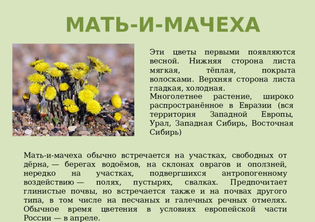 МАТЬ-И-МАЧЕХА Эти цветы первыми появляются весной. Нижняя сторона листа мягкая, тёплая, покрыта волосками. Верхняя сторона листа гладкая, холодная. Многолетнее растение, широко распространённое в Евразии (вся территория Западной Европы, Урал, Западная Сибирь, Восточная Сибирь) Мать-и-мачеха обычно встречается на участках, свободных от дёрна, — берегах водоёмов, на склонах оврагов и оползней, нередко на участках, подвергшихся антропогенному воздействию — полях, пустырях, свалках. Предпочитает глинистые почвы, но встречается также и на почвах другого типа, в том числе на песчаных и галечных речных отмелях. Обычное время цветения в условиях европейской части России — в апреле. 