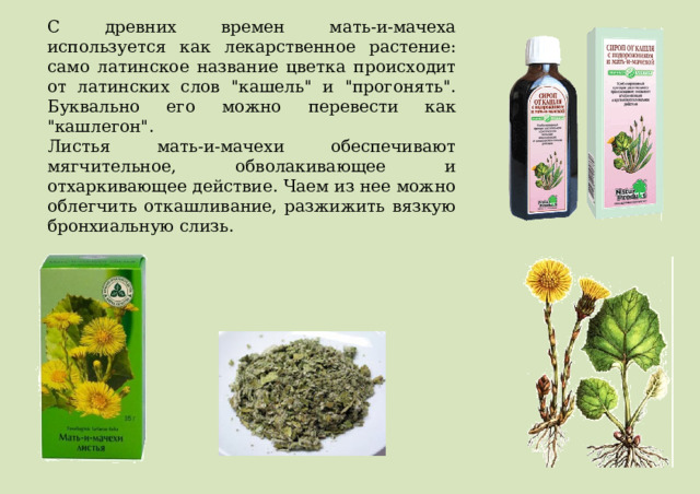 С древних времен мать-и-мачеха используется как лекарственное растение: само латинское название цветка происходит от латинских слов 