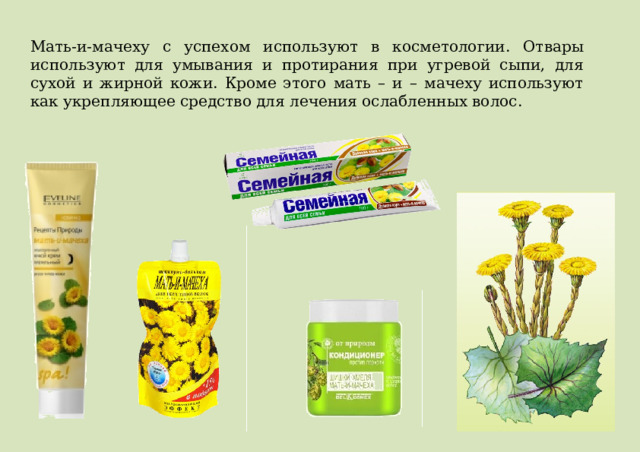 Мать-и-мачеху с успехом используют в косметологии. Отвары используют для умывания и протирания при угревой сыпи, для сухой и жирной кожи. Кроме этого мать – и – мачеху используют как укрепляющее средство для лечения ослабленных волос. 