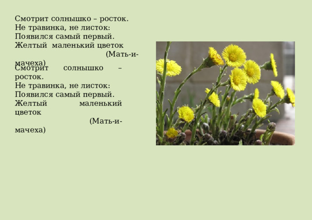 Смотрит солнышко – росток. Не травинка, не листок: Появился самый первый. Желтый  маленький цветок   (Мать-и-мачеха)   Смотрит солнышко – росток. Не травинка, не листок: Появился самый первый. Желтый  маленький цветок   (Мать-и-мачеха)   