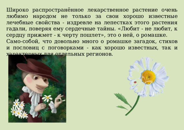 Широко распространённое лекарственное растение очень любимо народом не только за свои хорошо известные лечебные свойства - издревле на лепестках этого растения гадали, поверяя ему сердечные тайны. «Любит - не любит, к сердцу прижмет - к черту пошлет», это о ней, о ромашке. Само-собой, что довольно много о ромашке загадок, стихов и пословиц с поговорками - как хорошо известных, так и характерных для отдельных регионов. 