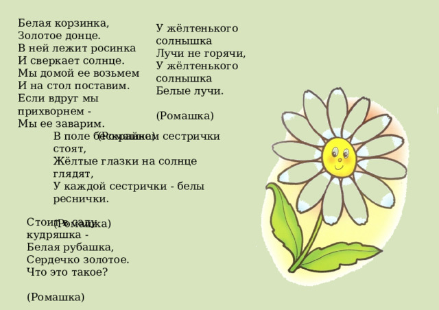 Белая корзинка,  Золотое донце.  В ней лежит росинка  И сверкает солнце.  Мы домой ее возьмем  И на стол поставим.  Если вдруг мы прихворнем -  Мы ее заварим.  (Ромашка) У жёлтенького солнышка  Лучи не горячи,  У жёлтенького солнышка  Белые лучи.  (Ромашка) В поле бескрайнем сестрички стоят,  Жёлтые глазки на солнце глядят,  У каждой сестрички - белы реснички.  (Ромашка) Стоит в саду кудряшка -  Белая рубашка,  Сердечко золотое.  Что это такое?  (Ромашка) 