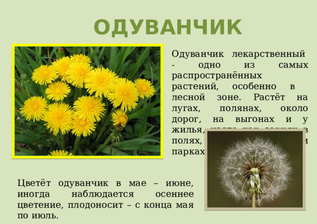 ОДУВАНЧИК Одуванчик лекарственный  - одно из самых распространённых растений, особенно в лесной зоне. Растёт на лугах, полянах, около дорог, на выгонах и у жилья, часто как сорняк в полях, садах, огородах и парках. Цветёт одуванчик в мае – июне, иногда наблюдается осеннее цветение, плодоносит – с конца мая по июль. 